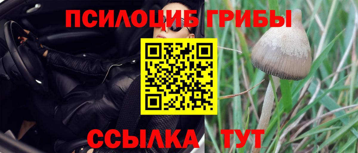 Псилоцибиновые грибы MAGIC MUSHROOMS  Псилоцибиновые грибы прущие грибы  Отрадное  купить закладку  Вход с VPN 
